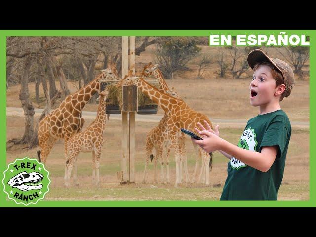 Alimentando animales en el zoo | Videos de dinosaurios y juguetes para niños