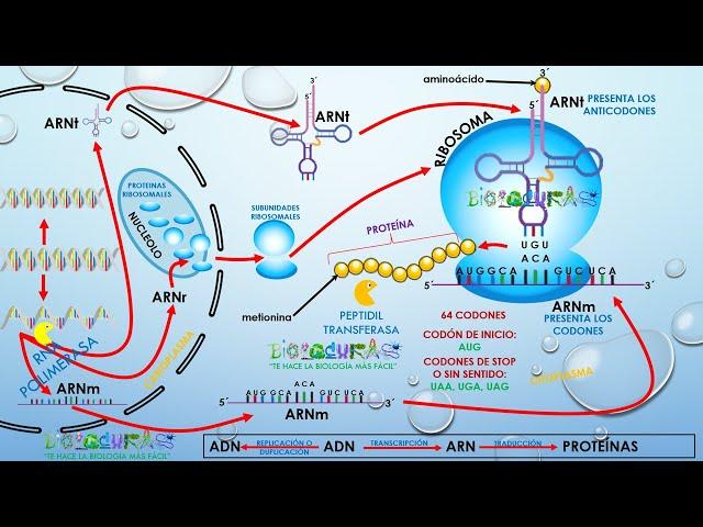 TRANSCRIPCIÓN DEL ADN Y REPLICACIÓN DEL ARN