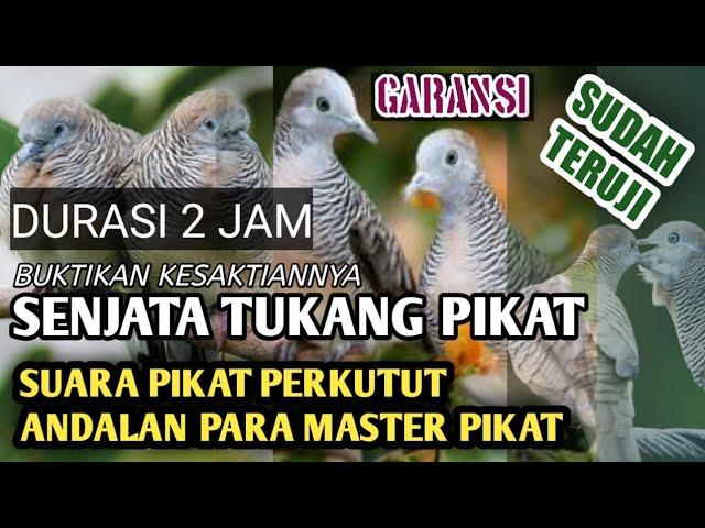 UNTUK PIKAT PERKUTUT LOKAL, SUDAH TERBUKTI KESAKTIANNYA,  DURASI PANJANG 2 JAM