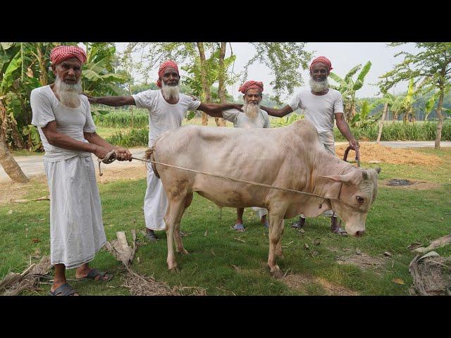 Full Cow Processing & Kosha Curry Cooking by Grandpa - Huge Traditional Iftar & Beef Dinner