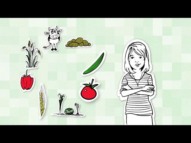 WHAT IS GENETIC ENGINEERING? (1) Not genetic engineering: conventional breeding