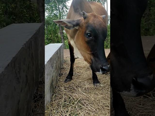 Cow sound #shorts #village #shortvideo #cowmooing #sapimoo