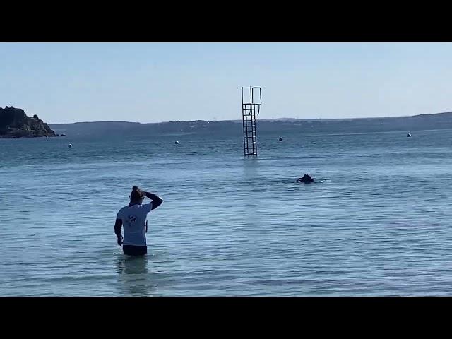 Exercice de sauvetage en mer chien Terre-Neuve - SNSM Trébeurden