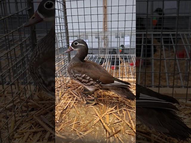 Canard Mandarin sauvage (classique) - Femelle - Mortain 2024 