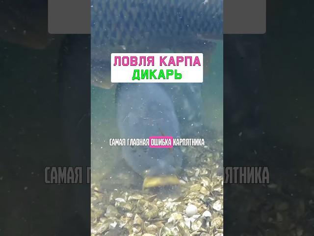 Как ловить МНОГО карпа и сазана на дикаре? #карпфишинг