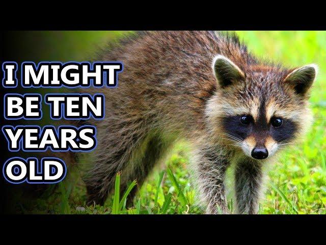 Raccoon facts: the bandit in your backyard | Animal Fact Files