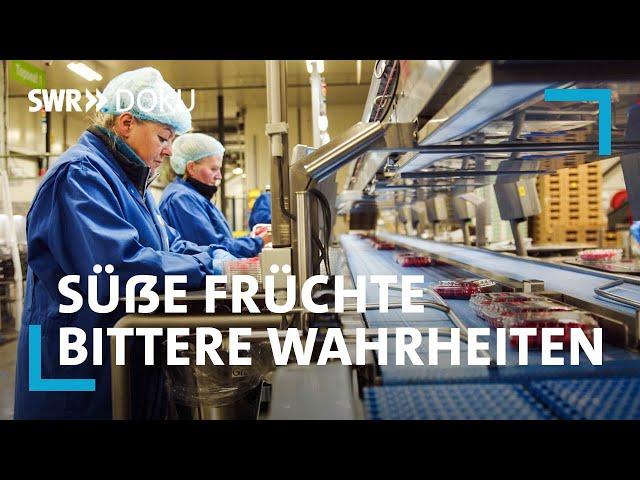 Beeren aus dem Ausland importiert: Süße Früchte – Bittere Wahrheiten  | SWR Doku