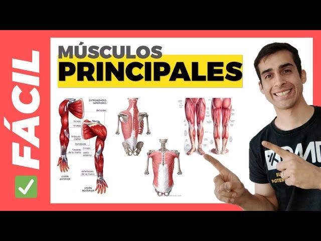  PRINCIPALES MÚSCULOS del CUERPO HUMANO (Fácil) Anatomía