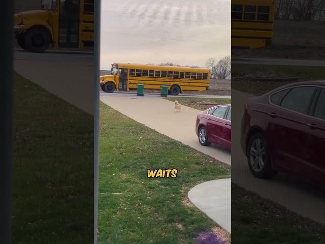 Dog walks their daughter to school bus everyday 