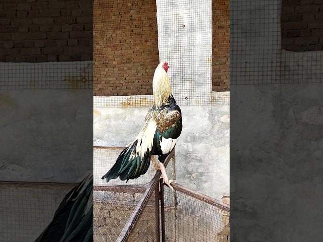 Five Most Dangrous Aseel Of Puno khail Group #aseel #aseelvlogs #aseellovers