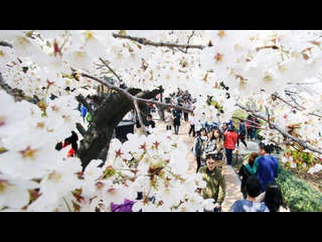 도심에서 즐기는 봄…여의도 벚꽃 축제 시작