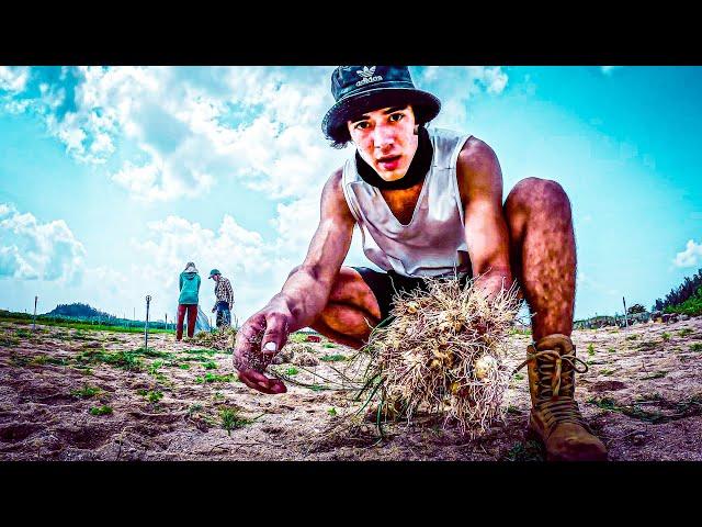 I Became A Garlic Worker 