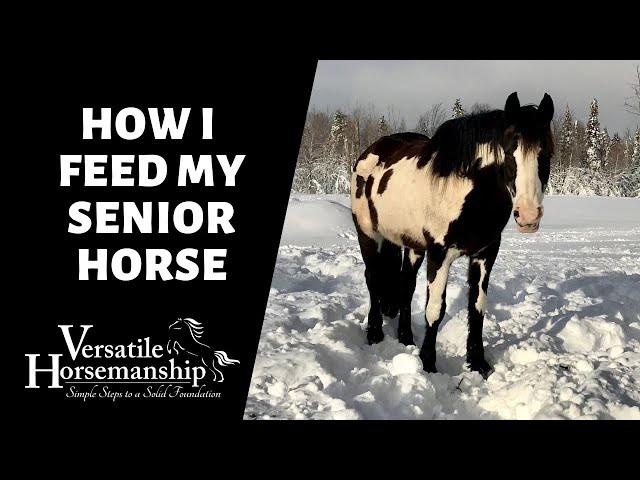 HOW I FEED MY SENIOR HORSE // Versatile Horsemanship