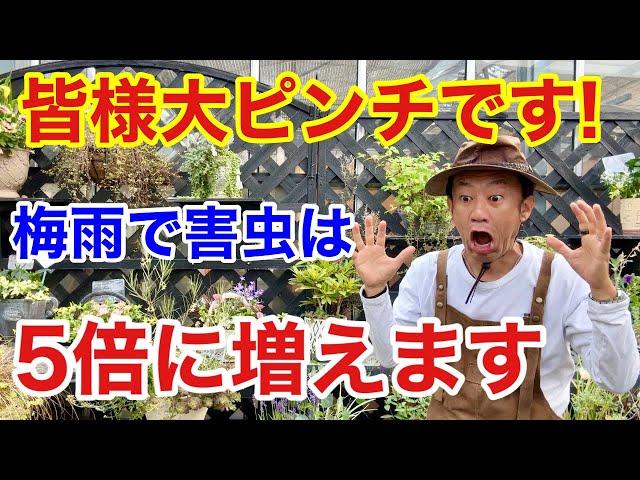 【今年はヤバイ】たくさんの害虫から植物を守る方法教えます　　　　　【カーメン君】【園芸】【アース製薬】【植物つよし】