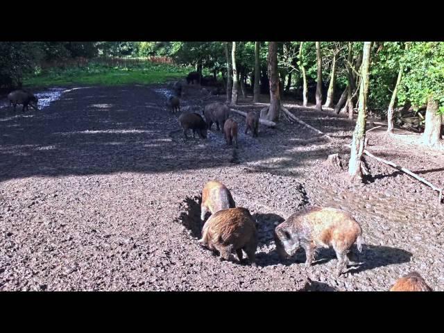 Wild Boar at Nature Park Lelystad