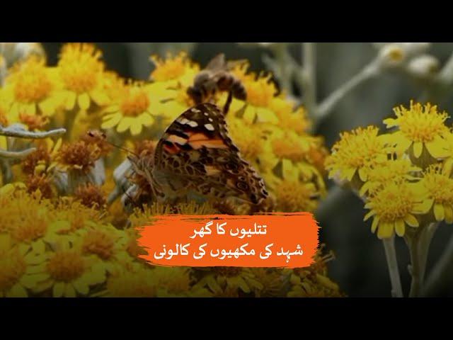 Home for butterflies: Colony for honey bees | Loksujag