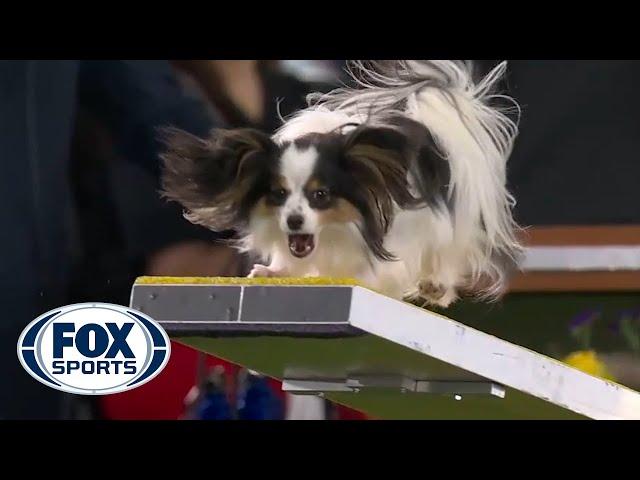 Lark the Papillon flawlessly executes the agility run to win the 8" class | FOX SPORTS