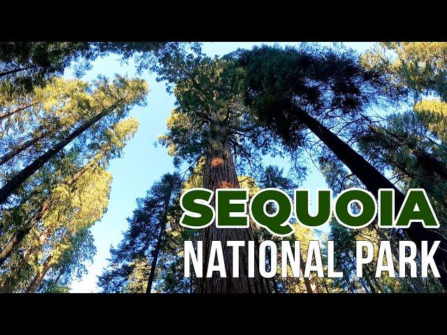 AS MAIORES ÁRVORES DO MUNDO - SEQUOIA NATIONAL PARK - EUA Ep.69