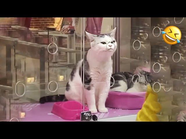 YOU LAUGH YOU LOSE! Funny Moments Of Cats Videos Compilation - Funny Cats Life