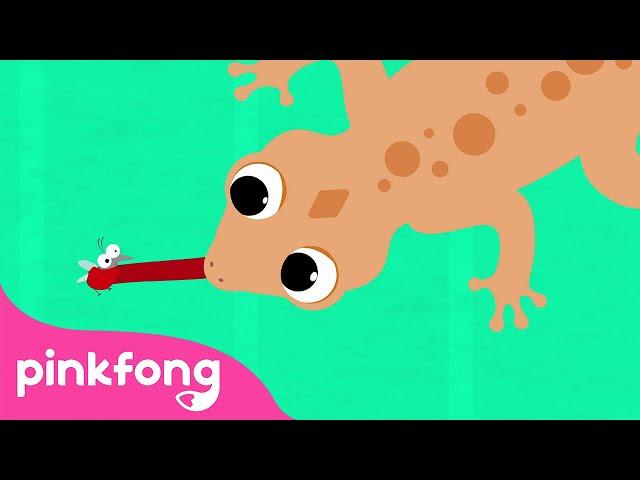 Cicak cicak di dinding dan lain-lain | Lagu Anak Indonesia | Pinkfong Baby Shark