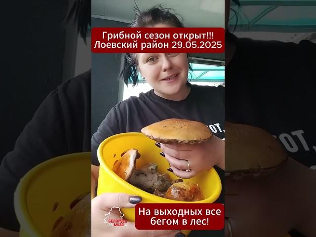СРОЧНО В ЛЕС!!! Беларуска шокировала урожаем грибов!  #беларусь #грибы #лисички #тихаяохота #лоев