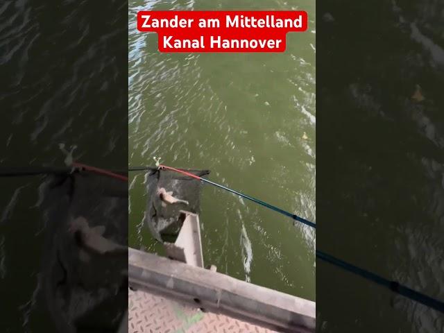 Zander am Mittelland Kanal fangen in Hannover, beim Ansitzangeln, Grundbleib Angeln mit Köder Fisch