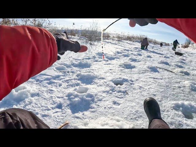 ТОЛЬКО СЕЛ на ЛУНКУ как КИВОК ЗАГНУЛО. Рыбалка на плотву, на реке зимой в 2024