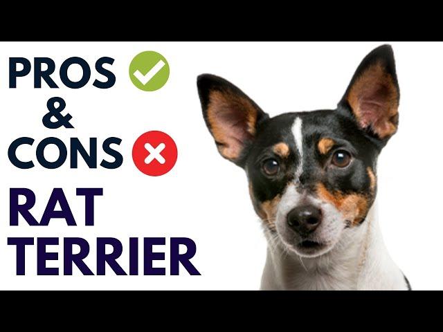 Revealing the Unexpected Pros & Cons Of the Rat Terrier: #AnimalPlatoon