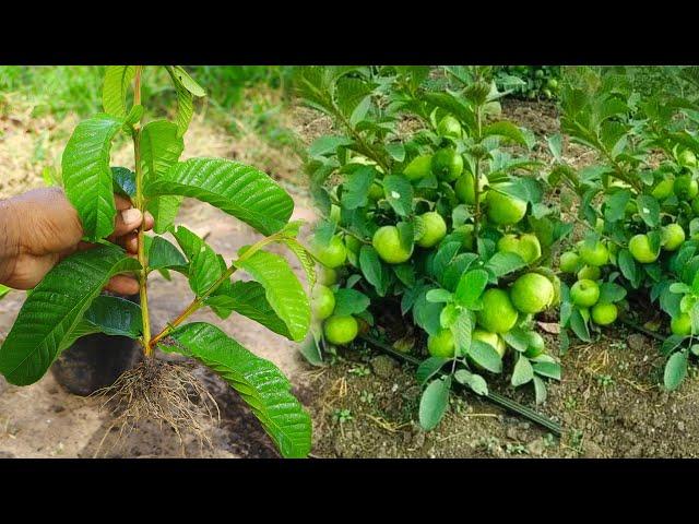 Smart Way on How To Grow Guava Tree Cutting 100% Success