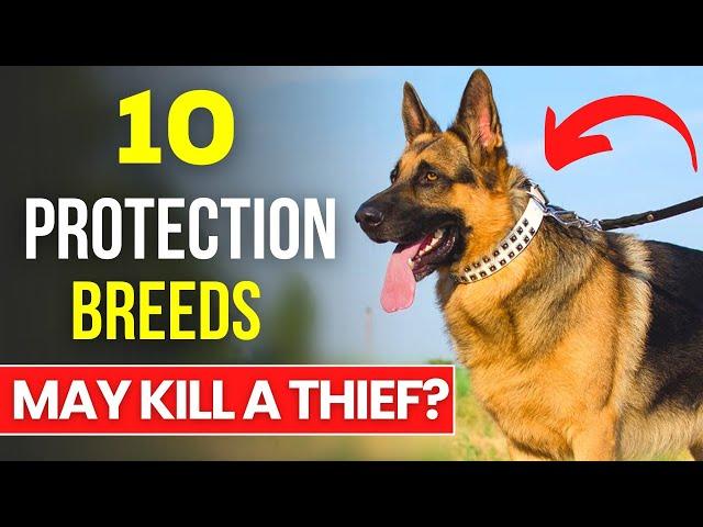 The Best 10 Protection Dog Breeds for A Safe Home | Dogs that May Kill a Thief