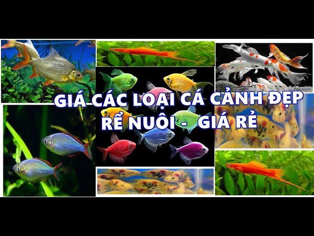 CÁC LOẠI CÁ CẢNH ĐẸP DỄ NUÔI VÀ RẺ TIỀN #CACANH #GIACACANH