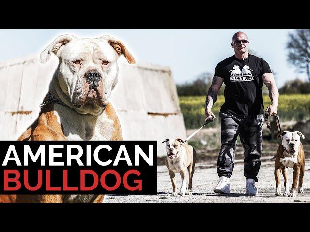 American Bulldog ein gefährlicher Kampfhund? Vorurteile, Erfahrungen und Rasseportrait mit Riccardo