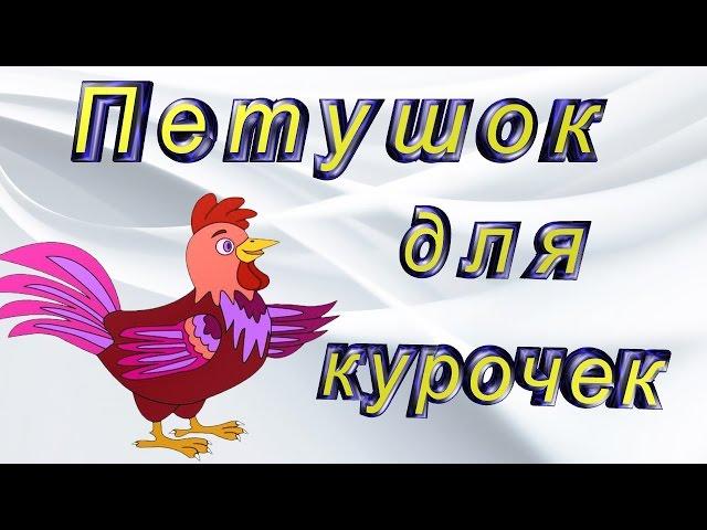 #Петух породы Кохинхин, так сказал продавец)). Купил петушка