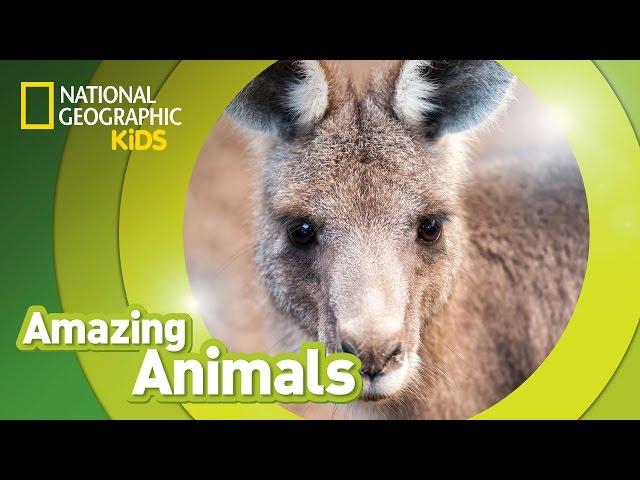 Eastern Gray Kangaroo | Amazing Animals