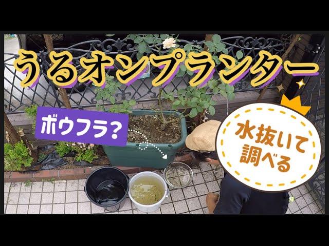 【うるオンプランター】で蚊が増えてしまうのか？の巻き！