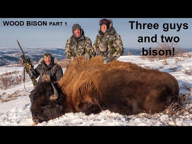 Double Trouble Wood Bison in the Yukon Part 1 I Greg McHale's Wild Yukon