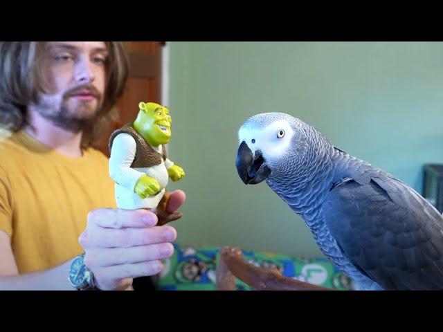 Return of Shrek | Apollo the Talking Parrot Livestream