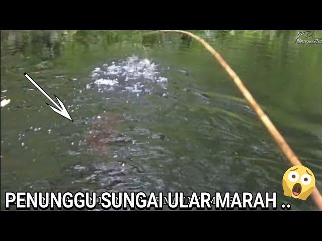 IKAN MENYAMBAR, DISAMBAR LAGI .. SEBENARNYA ADA APA INI ....