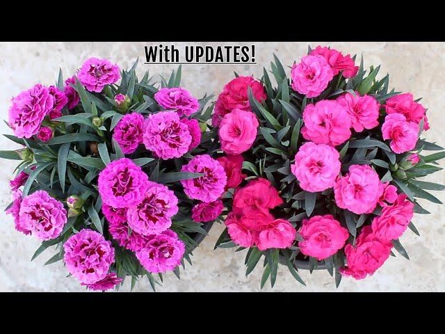 GROWING Carnation and TIPS for MAXIMUM Flowers!