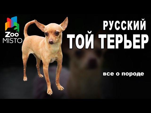 Русский Той Терьер  - Все о породе собаки | Собака породы - Русский Той Терьер