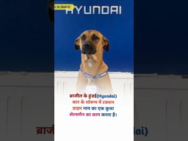 Brazil hyundia company sales man is dog _you dont know_#shorts