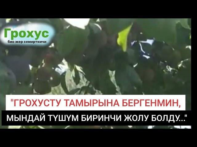ГРОХУС ОРГАНИКАЛЫК ЖЕР СЕМИРТКИЧИН КОЛДОНУҢУЗ