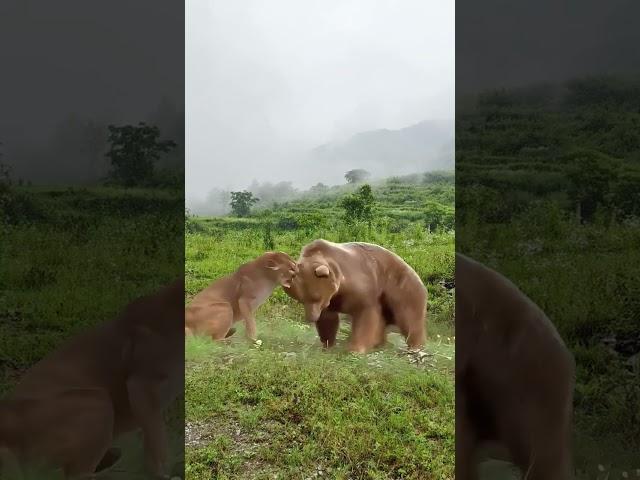 Jaguar vs. brown bear: animal strength contest, wild animals up close