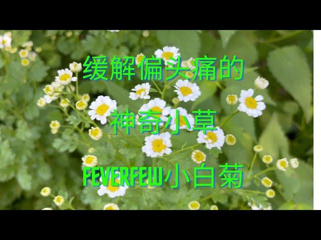 缓解偏头痛的神奇小草feverfew小白菊