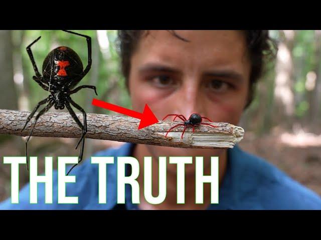 The Black Widow Spider: Everything You Need To Know!