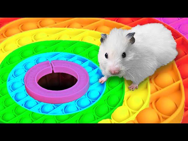  Hamster Escapes the Rainbow POP IT Maze [OBSTACLE COURSE]