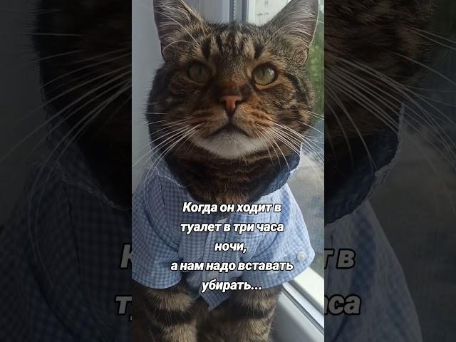 #cat #мурчан #beautiful #классные #видосики