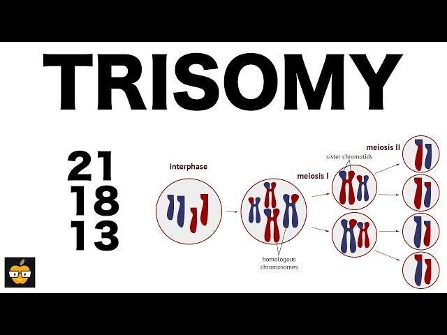 Trisomy (21, 18, and 13) & Nondisjunction Genetics