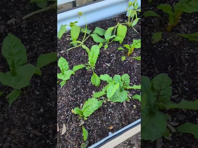 Plants Are Still Growing ! 36° This morning here in #longisland #newyork #garden