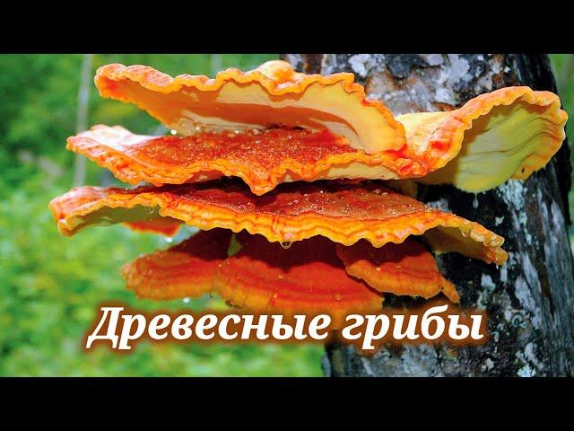 Древесные грибы. Редчайшие лечебные грибы. Блюдо из вешенок